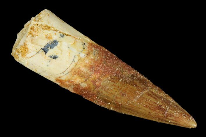 Bargain, Spinosaurus Tooth - Real Dinosaur Tooth #115820